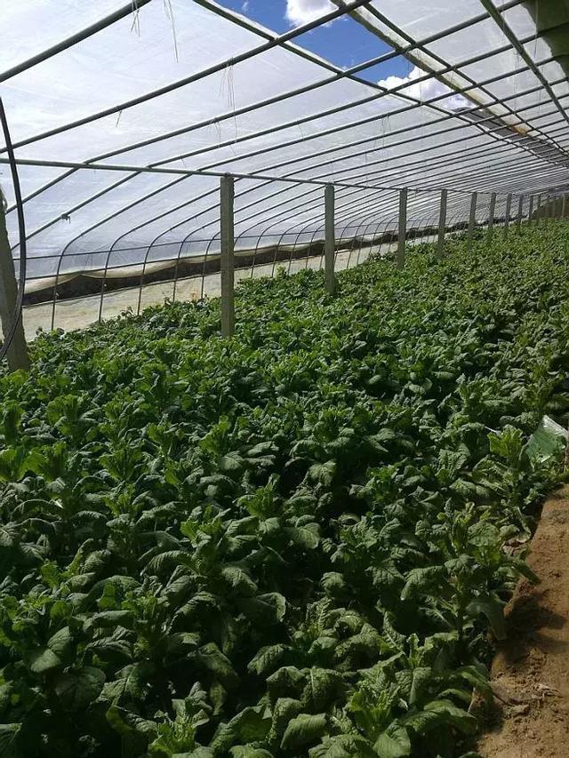 塑料薄膜在农业种植中的作用