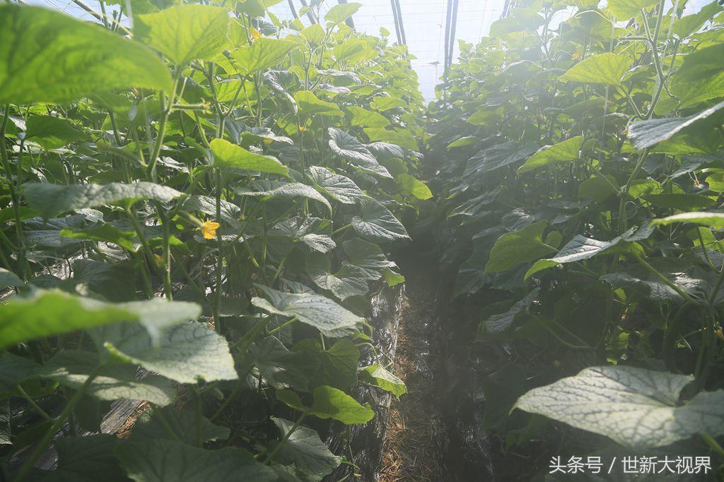 透明塑料包装抗雾化技术研究探讨