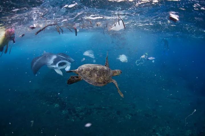 海洋塑料挑战与解决方案探索