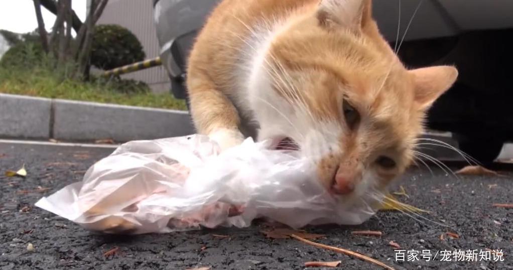 猫误食塑料制品，危险、成因与应对策略