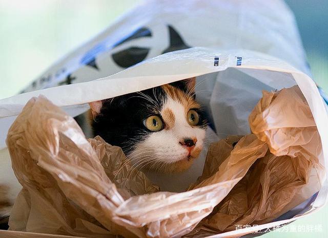 猫吃塑料制品，危险、原因及应对措施