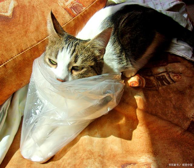 猫吃塑料制品，危险、原因及应对措施