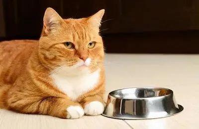 猫咪误食塑料制品的应急处理与全面解析