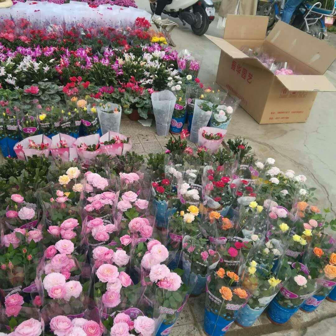 塑料制品的危害及其影响