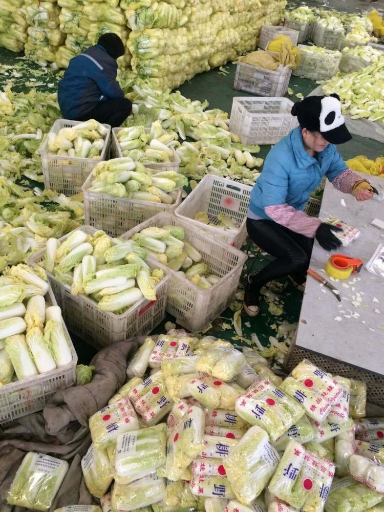 徐州XX塑料制品有限公司，行业先锋，引领发展之路
