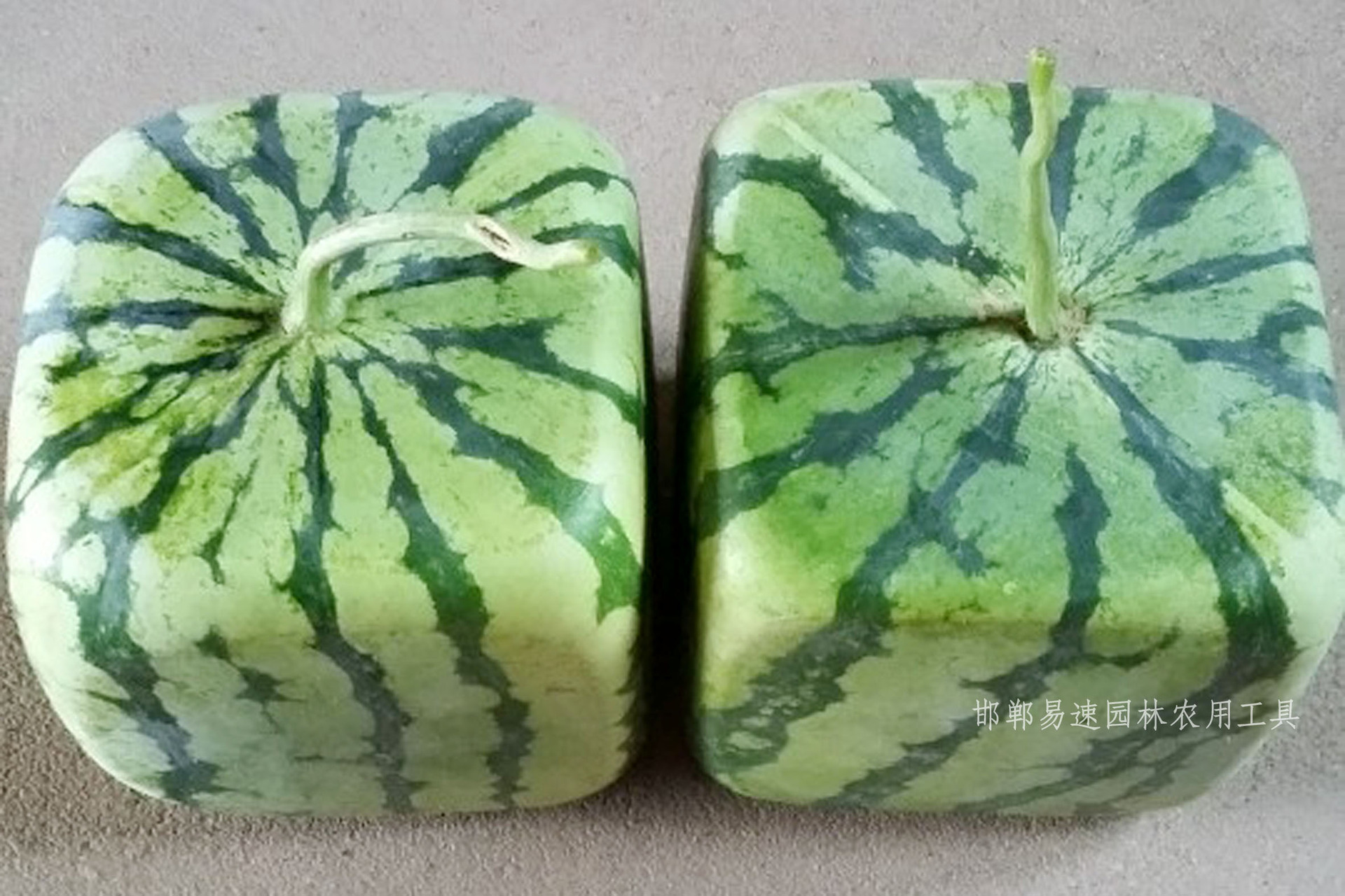 塑料制品模具与西瓜产业，一种创新的结合