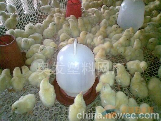 鸡的塑料制品，现代禽畜养殖的新选择