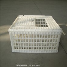 鸡的塑料制品，现代禽畜养殖的新选择